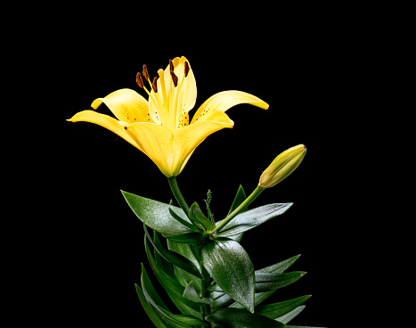 Blooming yellow Lily flower. Beautiful Lily opening up. Blossom big flowers on black background.