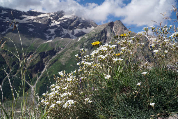 istock white chamomile flowers in the mountains in summer 1338699983