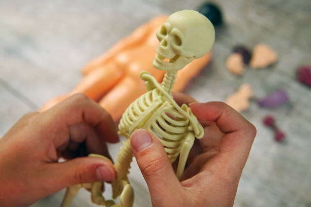 estudio de anatomía para niños. montaje del esqueleto - anatomy classroom human skeleton student fotografías e imágenes de stock