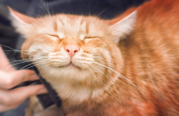 แมวมีความสุข - แมวส้ม ภาพสต็อก ภาพถ่ายและรูปภาพปลอดค่าลิขสิทธิ์