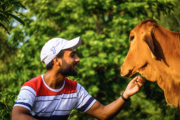 man with cow image helping cow