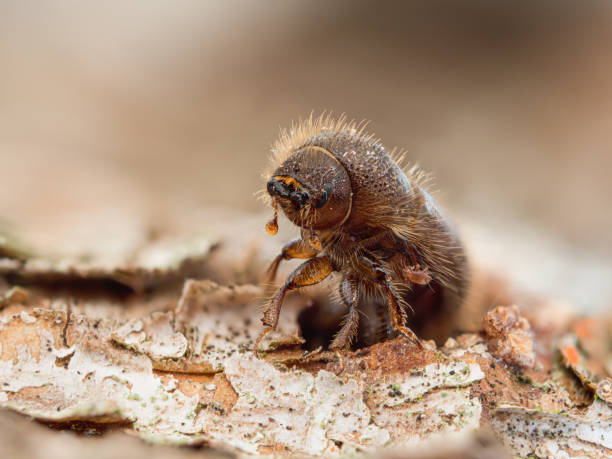 Detailed macro image of a bark beetle (Ips typographus) sitting on the tree bark of a spruce. Close-up of a single spruce bark beetle (spruce bark beetle) on the bark of a red spruce. hairy insect stock pictures, royalty-free photos & images