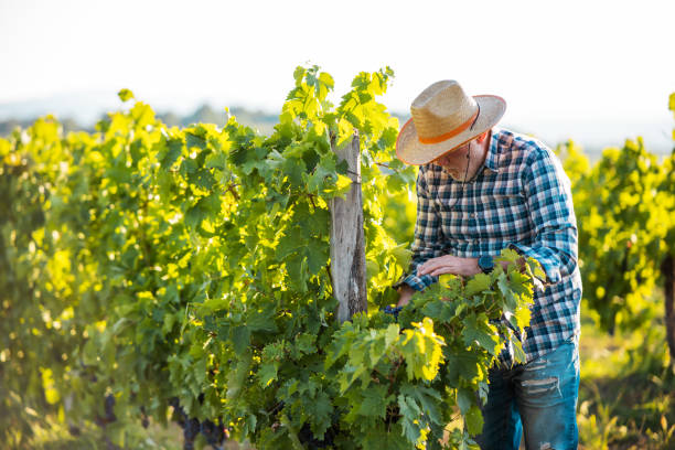 istock An older man harvesting grapes in his vineyard. 1338700947
