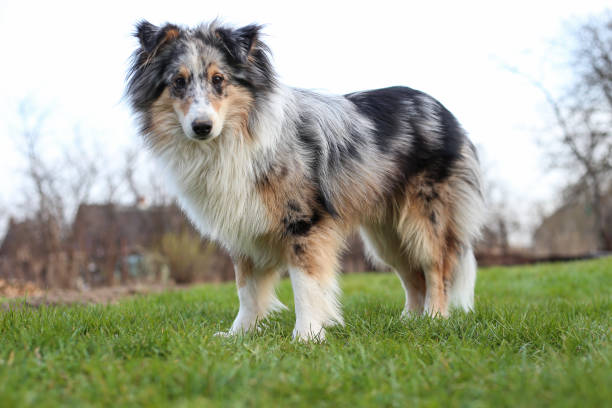 istock Blue merle shetland sheepdog standing in garden. 1338700963