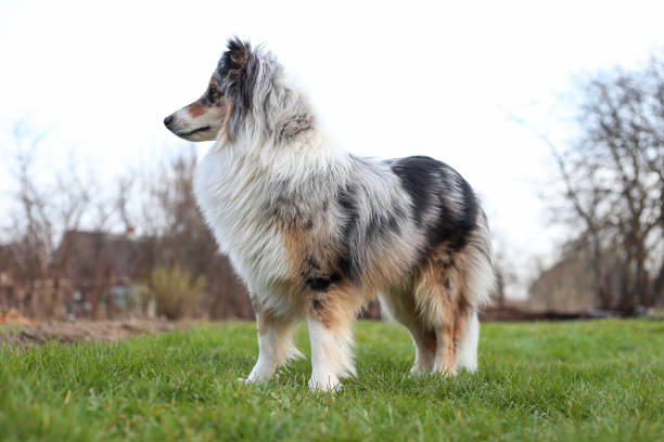 istock Blue merle shetland sheepdog standing in garden. 1338700986