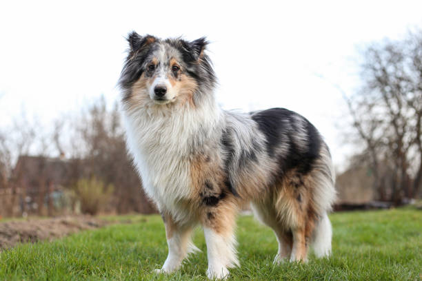 istock Blue merle shetland sheepdog standing in garden. 1338700994