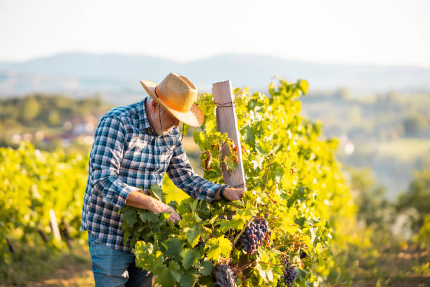 istock An older man harvesting grapes in his vineyard. 1338701636