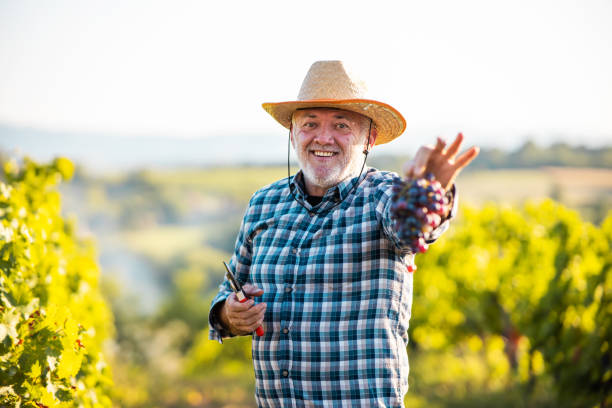 istock An older man harvesting grapes in his vineyard. 1338701899