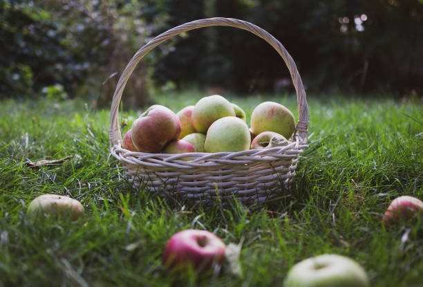 istock Red and green freshly picked apples in basket on green grass 1338702155