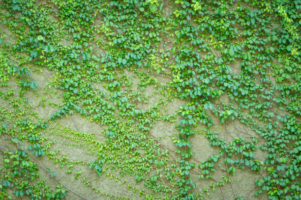 Vine Branch, Vine leaves on wall background