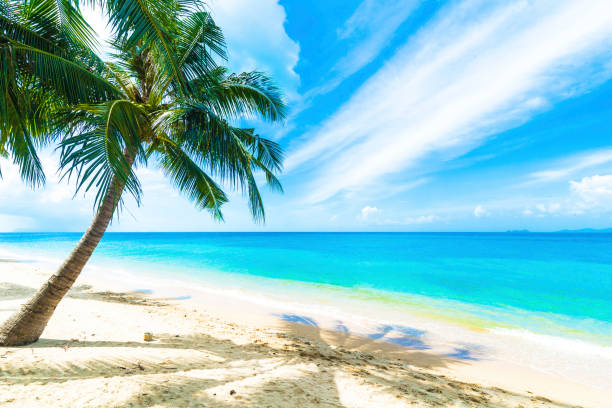 istock A beautiful beach on a tropical Island 1338702379