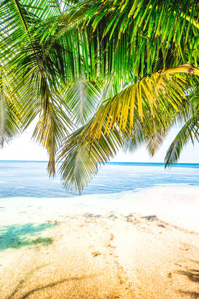 istock A beautiful beach on a tropical Island 1338702492