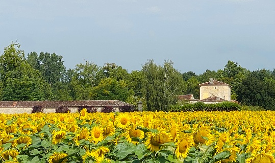 Sun flower in the region of Charentes