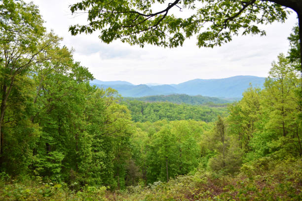 istock Green foliage in mountains 1338704881