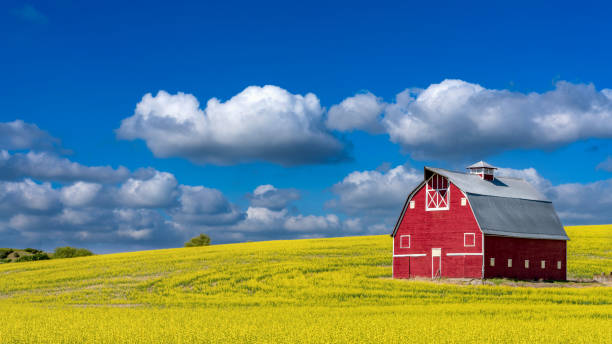 istock Beautiful red country barn and yellow crops 1338705912