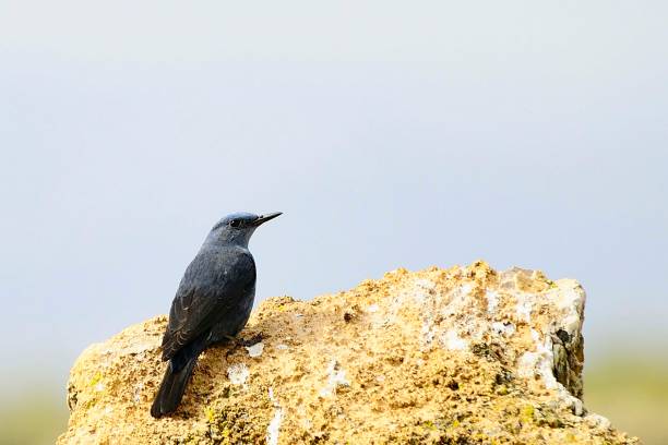 istock Birds in freedom and in their environment. 1338706202