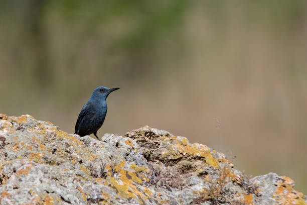 Birds in freedom and in their environment.