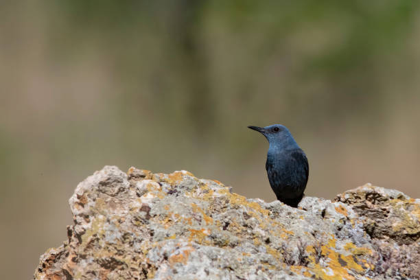 istock Birds in freedom and in their environment. 1338706215