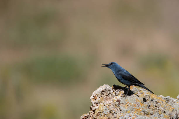 istock Birds in freedom and in their environment. 1338706217