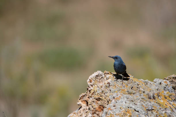 istock Birds in freedom and in their environment. 1338706218