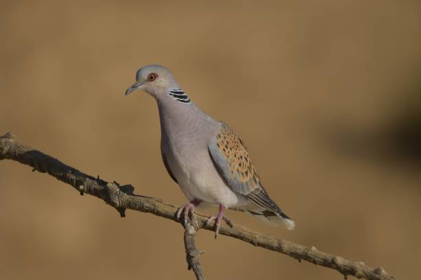 istock Birds in freedom and in their environment. 1338706223