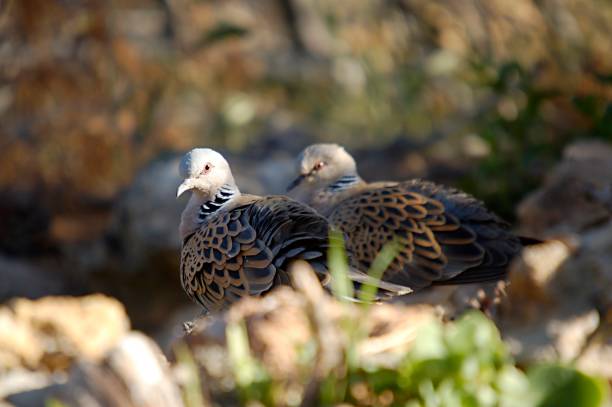 istock Birds in freedom and in their environment. 1338706233