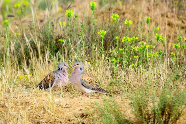 istock Birds in freedom and in their environment. 1338706265