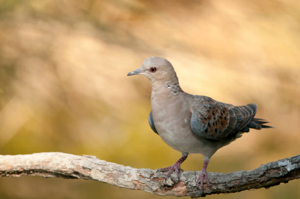 istock Birds in freedom and in their environment. 1338706304
