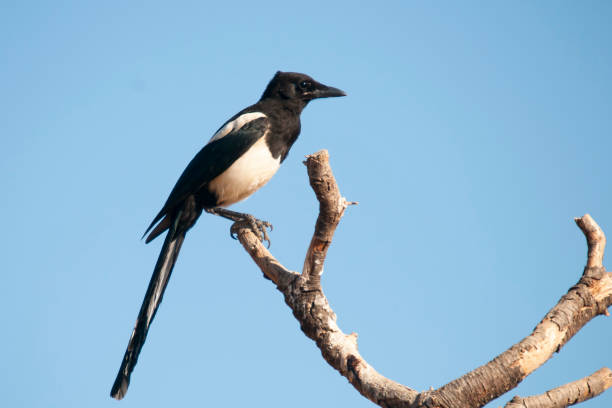 istock Birds in freedom and in their environment. 1338706323