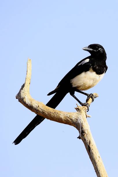 istock Birds in freedom and in their environment. 1338706331