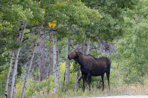 istock Moose at Jefferson Lake Colorado 1338707494