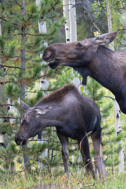 istock Moose at Jefferson Lake Colorado 1338707580