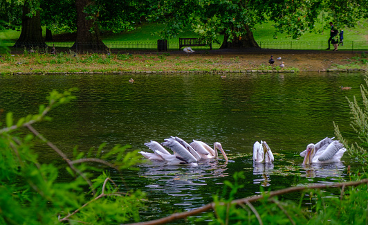 Beautiful view of pelicans swimming in the pond of St James's Park in  London.