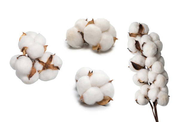 istock Cotton flower branch isolated on white background. 1338708737