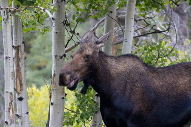 istock Moose at Jefferson Lake Colorado 1338708796