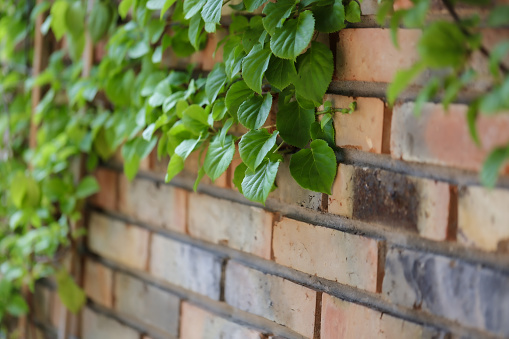 A garden climber growing on a brick wall