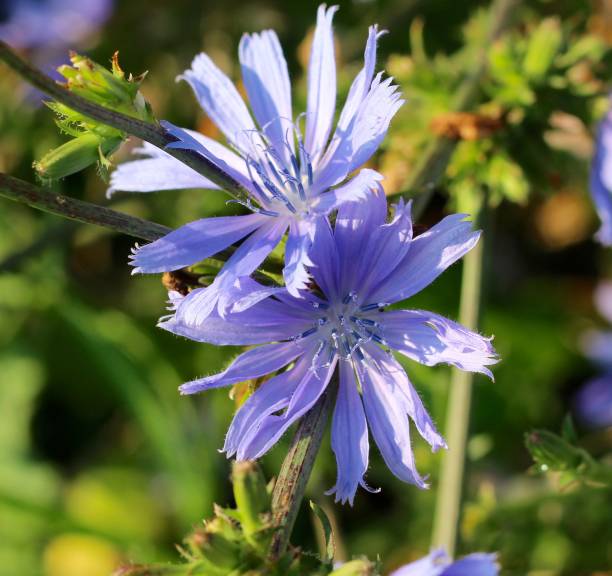 istock Purple Wildflowers 1338709109
