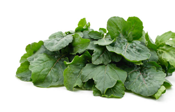 istock Green bouquet of sorrel. 1338712897