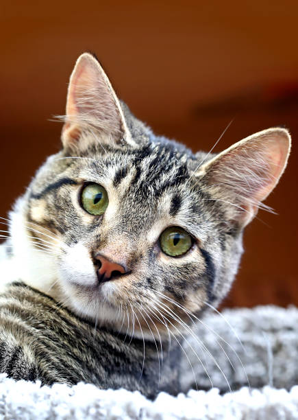 istock Mackeral Tabby with Green Eyes 1338713595