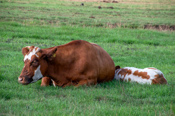 istock Cow And Calf At Zunderdorp The Netherlands 1338713747