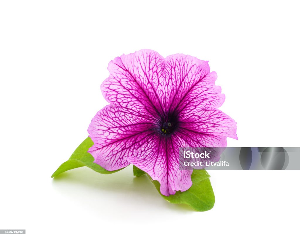 Purple beautiful petunia. Purple beautiful petunia isolated on a white background. Balcony Stock Photo