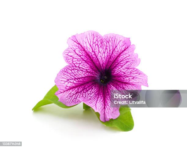 Purple Beautiful Petunia Stock Photo - Download Image Now - Balcony, Beauty, Bedding