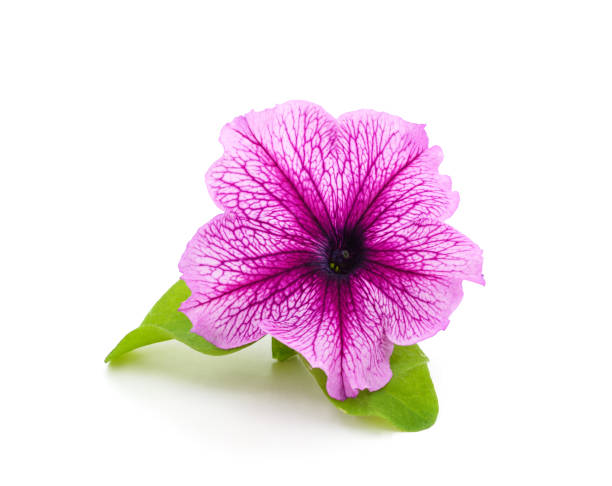 purple beautiful petunia. - petunia imagens e fotografias de stock