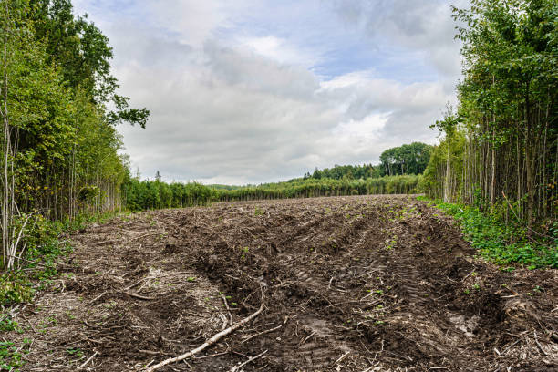 The forest after the felling of trees, the formed field with the remains of wood chips and branches. Summer cloudy day. Nature landscape background stock photo