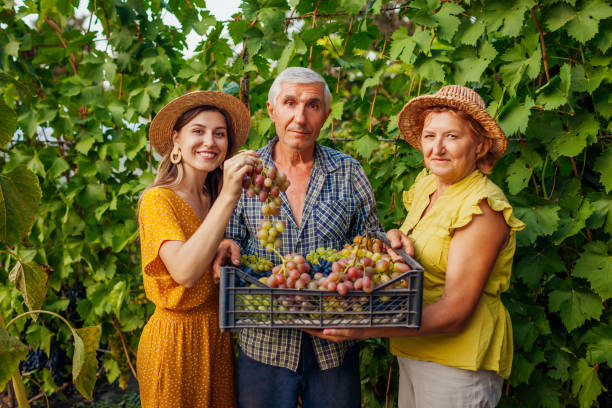 rolnicy zbierali winogrona w rodzinnym gospodarstwie. starsi ludzie i dorosła córka trzymająca skrzynię z winogronami. - family grape zdjęcia i obrazy z banku zdjęć