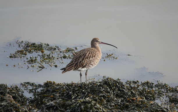 A beautiful shot of a curlew standing on a bed of seaweed on a riverbank. A beautiful shot of a curlew standing on seaweed on the bank of a river. numenius americanus stock pictures, royalty-free photos & images