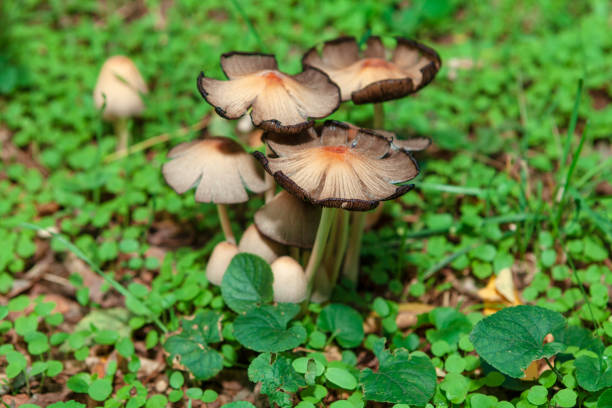 Uncultivated bunch of mushrooms growing in the autumn