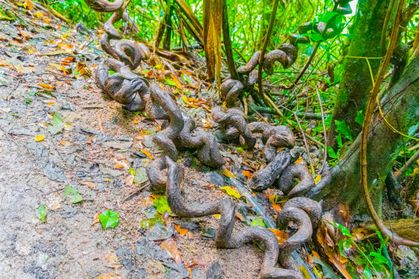 las raíces se volvieron locas en un círculo en el bosque tropical en koh samui en surat thani tailandia. - tropical rainforest thailand root waterfall fotografías e imágenes de stock