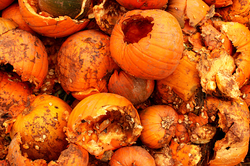 Stock photo showing an elevated view of overripe  and rotting crop of orange coloured gourds and pumpkins.