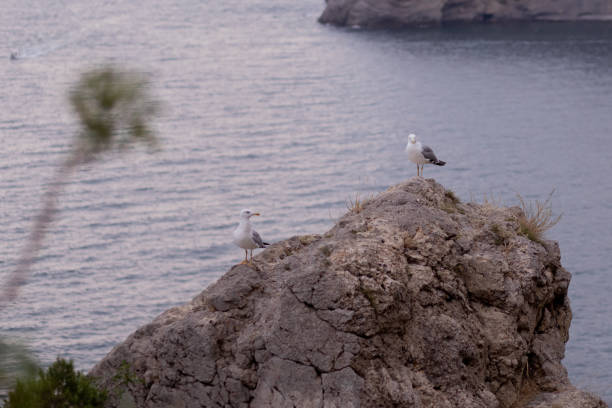 istock Seaview on 2 Seagulls on the rock 1338717738